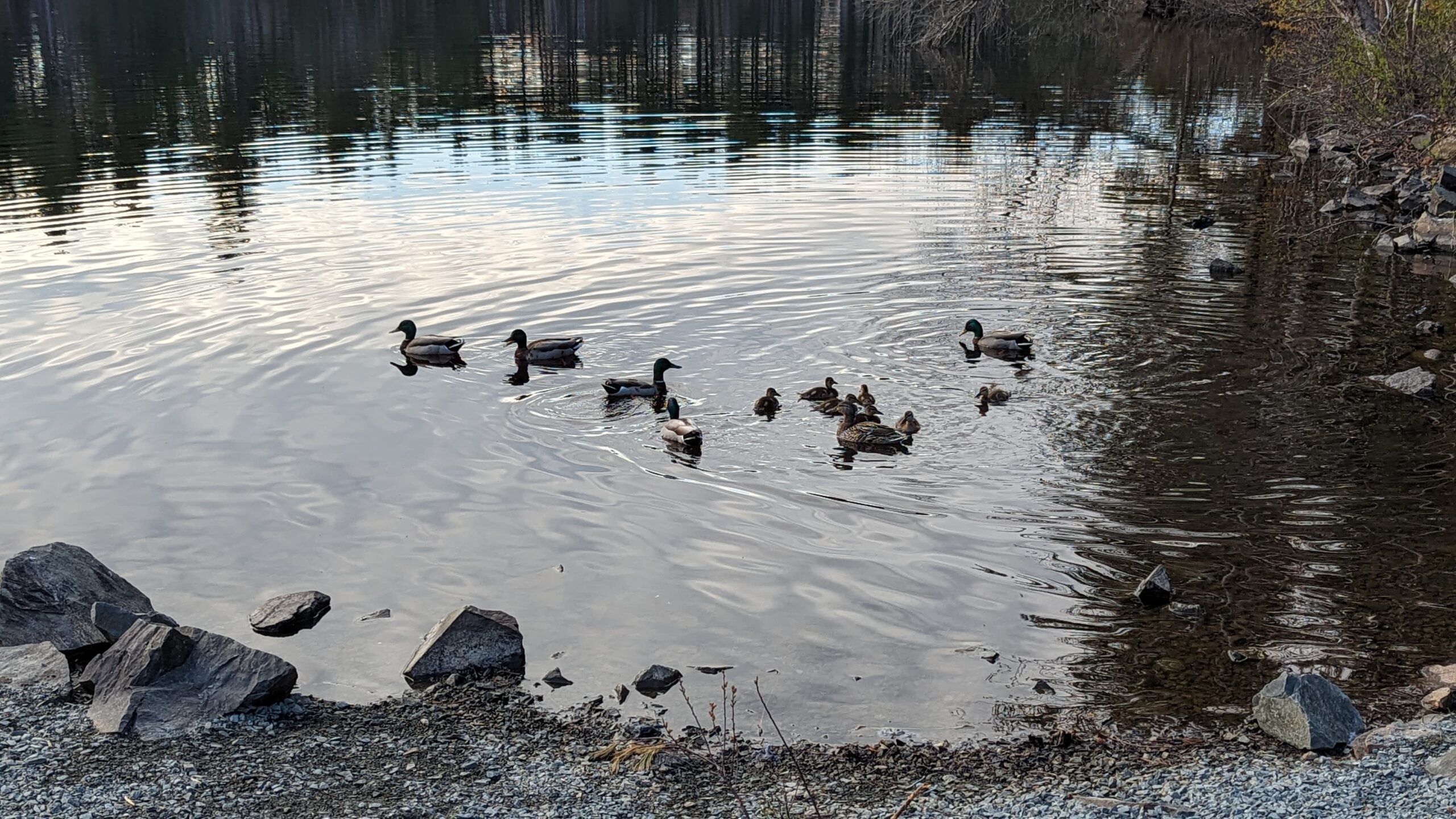 Ducklings!